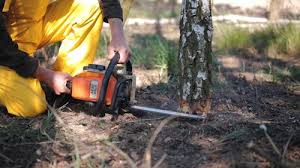 How Our Tree Care Process Works  in De Kal, TX